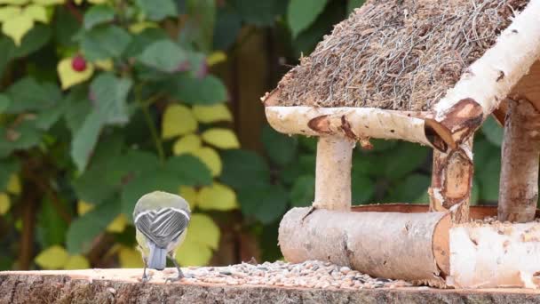 Video Muestra Comedero Aves Hecho Madera Vez Cuando Pajarito Echa — Vídeo de stock