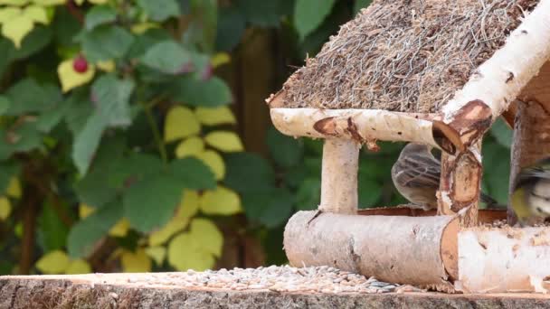 Vídeo Mostra Alimentador Pássaros Feito Madeira Vez Quando Pequeno Pássaro — Vídeo de Stock