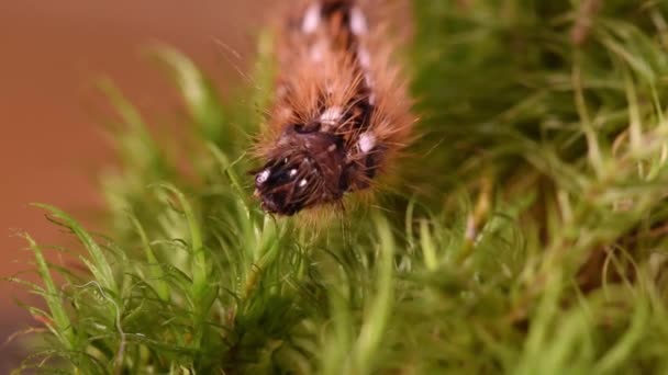 Housenka Hmyz Krásná Nadýchaná Hmyz Plazí Zelených Listech Trávě Detailní — Stock video