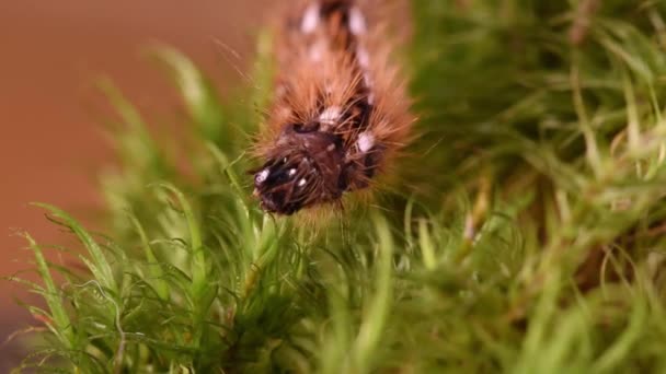 Rups Insect Mooi Pluizig Het Insect Kruipt Groene Bladeren Gras — Stockvideo