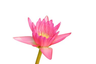 Lotus izole tek arka plan görüntüsü yüzeyi