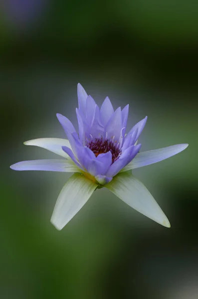 Background wallpaper of lilies. — Stock Photo, Image