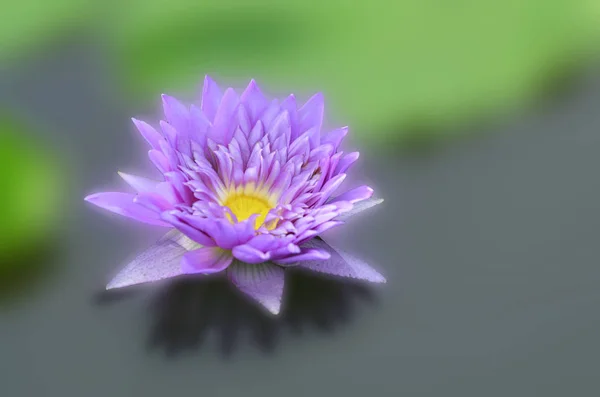 Lotus Изолировал Одно Фоновое Изображение Поверхности — стоковое фото
