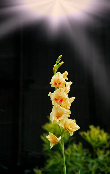 Flowers, Natural background — Stock Photo, Image