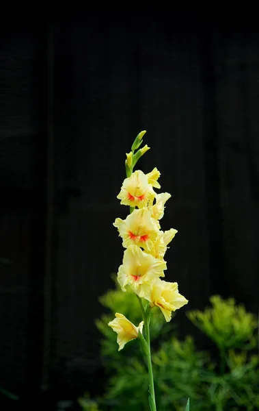 Flowers, Natural background — Stock Photo, Image