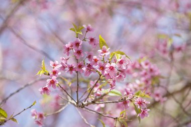 Cerasoides, güzel görünüm doku arka planda