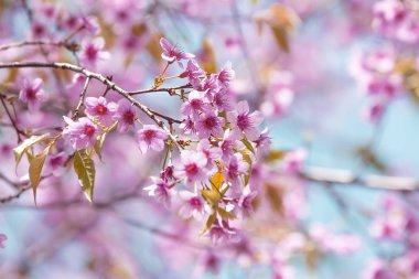 Cerasoides, güzel görünüm doku arka planda