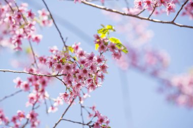 Cerasoides, güzel görünüm doku arka planda