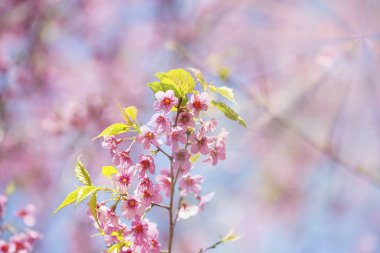 Cerasoides, güzel görünüm doku arka planda