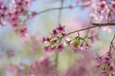 Cerasoides, güzel görünüm doku arka planda