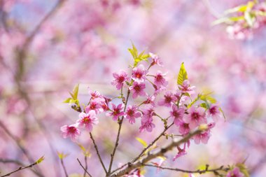 Cerasoides, güzel görünüm doku arka planda