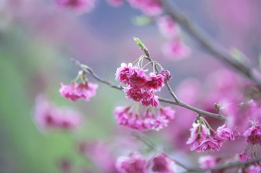 Cerasoides, güzel görünüm doku arka planda