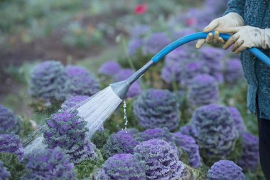 Doğal arka plan bir bitki sulama bahçıvan