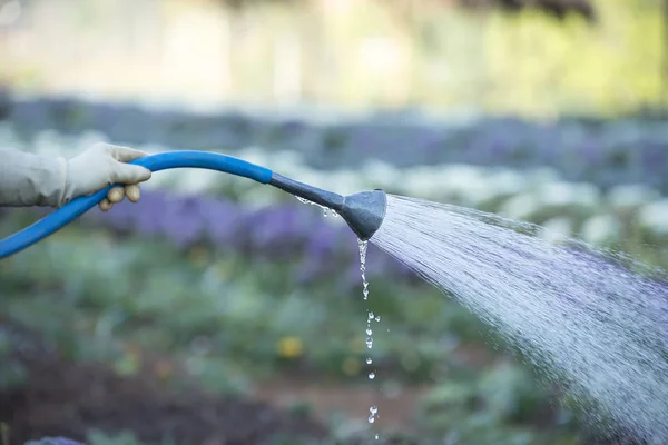 Gardener watering a plant in Natural background — Stock Photo, Image