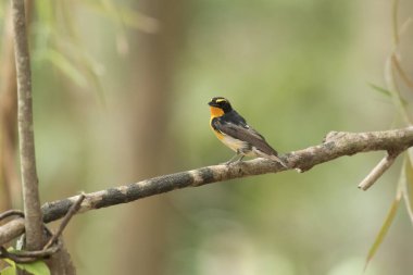  Nergis sinekkapan, arka plan