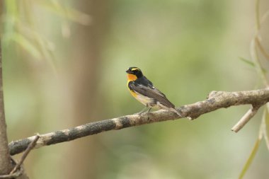  Nergis sinekkapan, arka plan