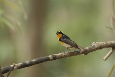  Nergis sinekkapan, arka plan