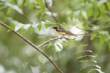  Nergis sinekkapan, arka plan