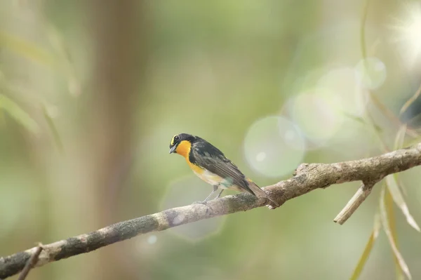 Narcisse Flycatcher, Fond abstrait — Photo