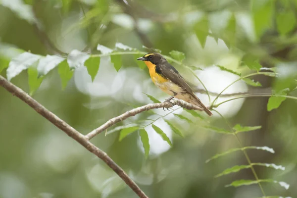 キビタキ、抽象的な背景 — ストック写真