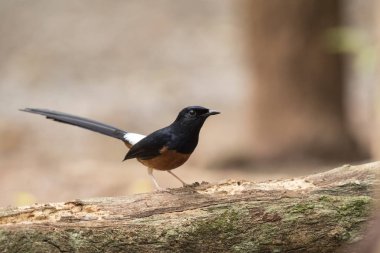  AK sokumlu köstebek, görünümü güzel