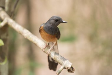  AK sokumlu köstebek, görünümü güzel