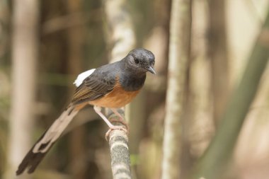  AK sokumlu köstebek, görünümü güzel