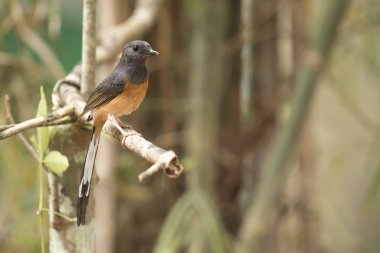  AK sokumlu köstebek, görünümü güzel