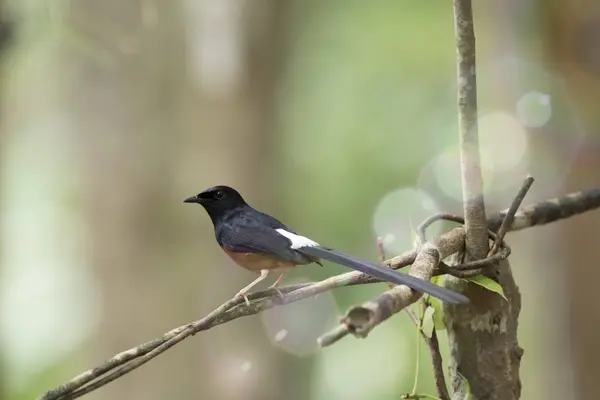 Bengaalse Shama, uitzicht mooi — Stockfoto