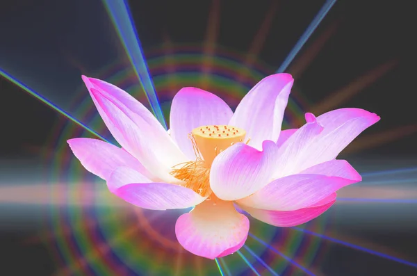 Duvar kağıtları, degrade arka plan çiçekler