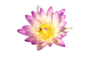 Lotus çiçeği doku arka plan