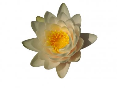 Lotus çiçeği doku arka plan