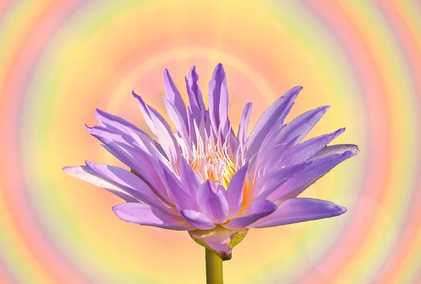 Lotusblume Textur Hintergrund — Stockfoto