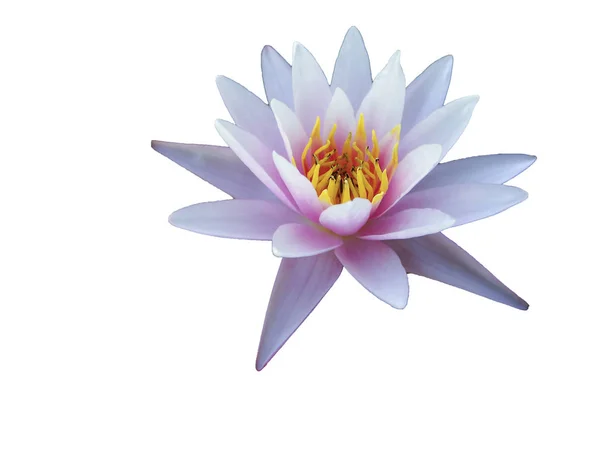 Тло для текстури квітів Lotus — стокове фото