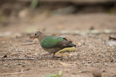 Doğa, zümrüt güvercin güvercin yeşil kanatlı