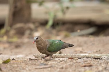 Doğa, zümrüt güvercin güvercin yeşil kanatlı