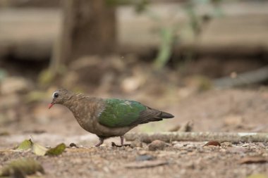 Doğa, zümrüt güvercin güvercin yeşil kanatlı