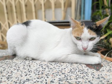 Kedi yerde yatıyor.