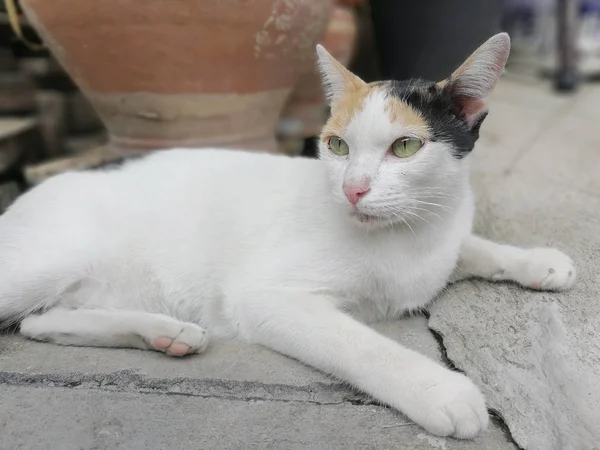 Kedi yerde yatıyor. — Stok fotoğraf