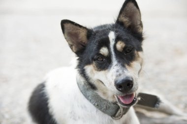 Ağız açık ve kaldırıldı dil ile köpek