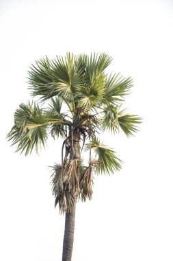  Şeker palm, tropik ağaç Tayland 