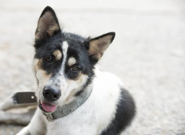 Ağız açık ve kaldırıldı dil ile köpek