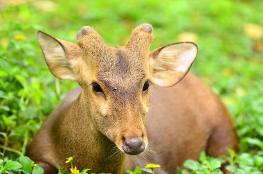 khaoyai, Tay geyik kabuk 