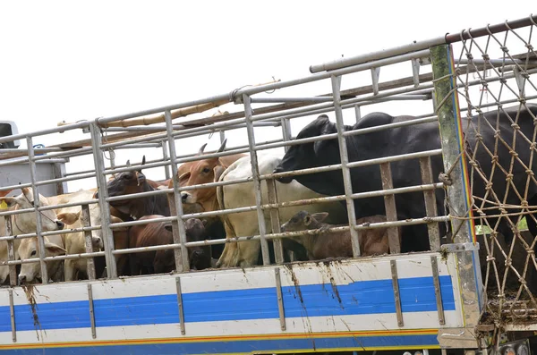 Asian beef farm truck — Stock Photo, Image