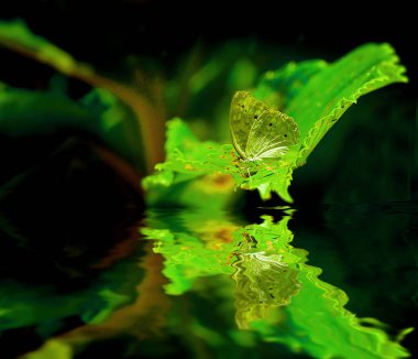 kelebek, su yansımalar
