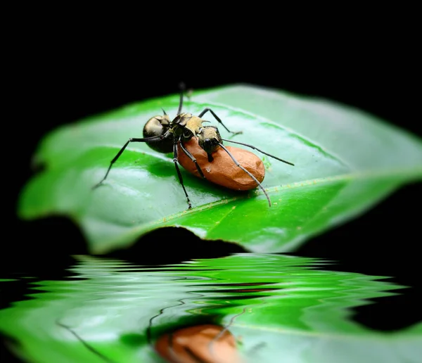 Karıncalar su yansımalar