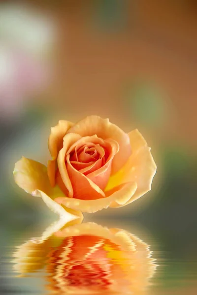 Rosa rosa, vista natural al suelo —  Fotos de Stock