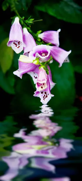 Reflecting water, flower — Stock Photo, Image