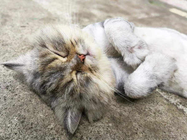 Kot tajski na podłodze — Zdjęcie stockowe