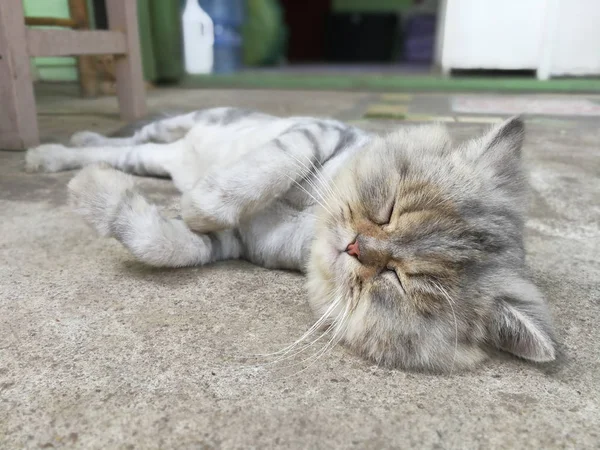 Тайская кошка на полу — стоковое фото